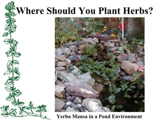 Where Should You Plant Herbs?
Yerba Mansa in a Pond Environment
 