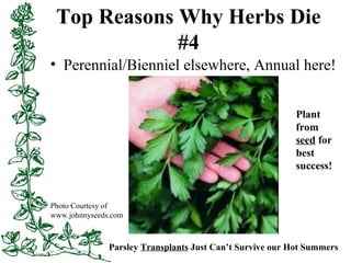 Top Reasons Why Herbs Die
#4
• Perennial/Bienniel elsewhere, Annual here!
Parsley Transplants Just Can’t Survive our Hot S...