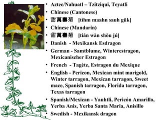 • Aztec/Nahuatl – Tzitziqui, Teyatli
• Chinese (Cantonese)
• 甜 菊萬壽 [tìhm maahn sauh gūk]
• Chinese (Mandarin)
• 甜 菊萬壽 [tiá...