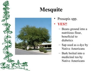 Mesquite
• Prosopis spp.
• YES!!
– Beans ground into a
nutritious flour,
beneficial to
diabetics
– Sap used as a dye by
Na...