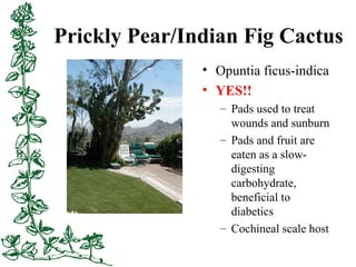 Prickly Pear/Indian Fig Cactus
• Opuntia ficus-indica
• YES!!
– Pads used to treat
wounds and sunburn
– Pads and fruit are...