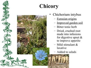Chicory
• Chichorium intybus
– Eurasian origins
– Improved garden soil
– Bitter tonic herb
– Dried, crushed root
made into...