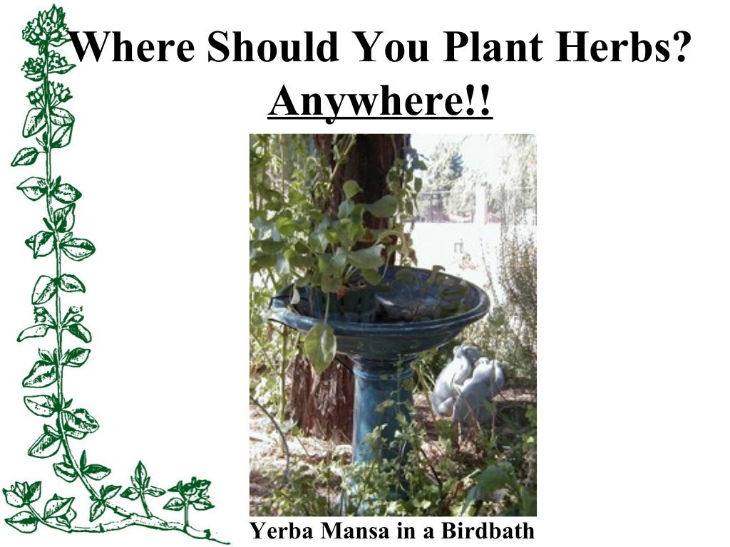 Herb Gardening in the Low Desert