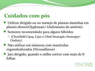  Utilizar dirigido ou no manejo de plantas daninhas em
plantio direto(Glyphosate/ Glufoninato de amônio)
 Somente recomendado para alguns híbridos
 (Clearfield C909, C901 e C806 Imazapic+Imazapyr-
Onduty)
 Não utilizar em misturas com inseticidas
organofosforados (Nicosulfuron)
 Jato dirigido, quando o milho estiver com mais de 8
folhas
Cuidados com pós
 