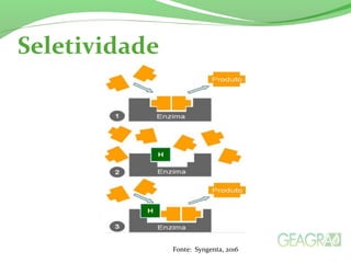 Seletividade
Fonte: Syngenta, 2016
 