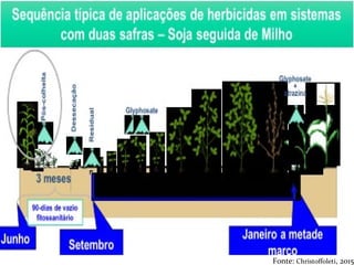 Fonte: Christoffoleti, 2015
 