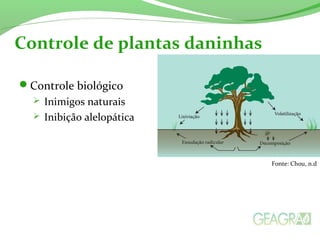 Controle de plantas daninhas
Controle biológico
 Inimigos naturais
 Inibição alelopática
Fonte: Chou, n.d
 