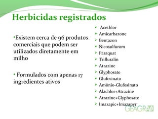 Herbicidas registrados
•Existem cerca de 96 produtos
comerciais que podem ser
utilizados diretamente em
milho
• Formulados com apenas 17
ingredientes ativos
 Acethlor
 Amicarbazone
 Bentazon
 Nicosulfurom
 Paraquat
 Trifluralin
 Atrazine
 Glyphosate
 Glufosinato
 Amônio-Glufosinato
 Alachlor+Atrazine
 Atrazine+Glyphosate
 Imazapic+Imazapyr
 