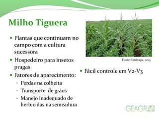Milho Tiguera
Fonte: Embrapa, 2015
 
