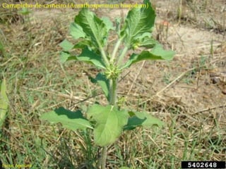 Carrapicho-de-carneiro (Acanthospermum hispidum)
Fonte: Agrolink
 