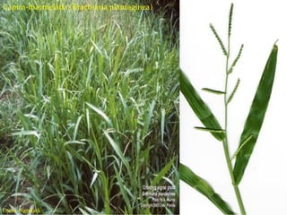 Capim-marmelada (Brachiaria plantaginea)
Fonte: Agrolink
 