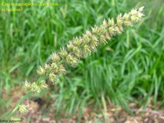 Tipos de herbicidas
Seletivos;
Não seletivos;
Ação em pré-emergência;
Ação em pós-emergência;
Sistêmicos
Contato
Residual
Capim-carrapicho (Cenchrus
echinatus)
Fonte: Keyserver
 