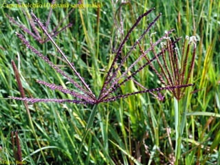 Tipos de herbicidas
Seletivos;
Não seletivos;
Ação em pré-emergência;
Ação em pós-emergência;
Sistêmicos
Contato
Residual
Capim-colchão (Digitaria sanguinalis)
Fonte: Biolib
 