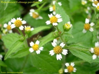 Tipos de herbicidas
Seletivos;
Não seletivos;
Ação em pré-emergência;
Ação em pós-emergência;
Sistêmicos
Contato
Residual
Picão-branco (Galinsoga parviflora)
Fonte: Dicionárioinformal
 