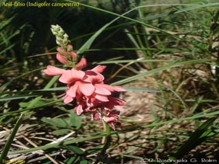 Tipos de herbicidas
Seletivos;
Não seletivos;
Ação em pré-emergência;
Ação em pós-emergência;
Sistêmicos
Contato
Residual
Anil-falso (Indigofer campestris)
Fonte: Ufrgs
 