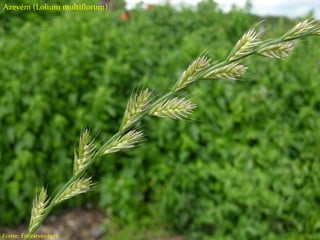 Tipos de herbicidas
Seletivos;
Não seletivos;
Ação em pré-emergência;
Ação em pós-emergência;
Sistêmicos
Contato
Residual
Azevém (Lolium multiflorum)
Fonte: Forestventure
 