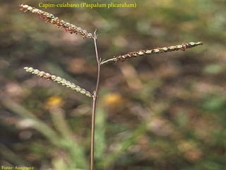 Tipos de herbicidas
Seletivos;
Não seletivos;
Ação em pré-emergência;
Ação em pós-emergência;
Sistêmicos
Contato
Residual
Capim-cuiabano (Paspalum plicatulum)
Fonte: Ausgrass2
 