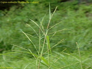 Tipos de herbicidas
Seletivos;
Não seletivos;
Ação em pré-emergência;
Ação em pós-emergência;
Sistêmicos
Contato
Residual
Capim-rotboelia (Rottboellia exaltata)
Fonte: Agrolink
 