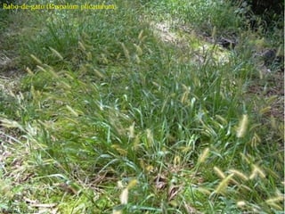 Tipos de herbicidas
Seletivos;
Não seletivos;
Ação em pré-emergência;
Ação em pós-emergência;
Sistêmicos
Contato
Residual
Rabo-de-gato (Paspalum plicatulum)
Fonte: Viarural
 