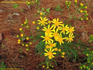 Tipos de herbicidas
Seletivos;
Não seletivos;
Ação em pré-emergência;
Ação em pós-emergência;
Sistêmicos
Contato
Residual
Flor-das-almas (Senecio oligophy)
Fonte: Adolfobutskeblog
 