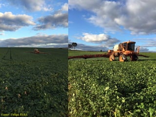 Fonte : Felipe Rickli
 