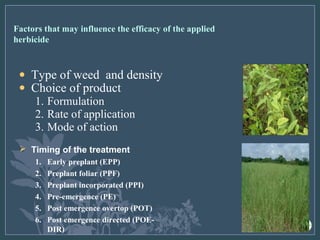 Herbicide Application Procedure Ppt