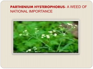 PARTHENIUM HYSTEROPHORUS- A WEED OF
NATIONAL IMPORTANCE
 