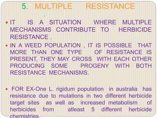 5. MULTIPLE RESISTANCE
.
 IT IS A SITUATION WHERE MULTIPLE
MECHANISMS CONTRIBUTE TO HERBICIDE
RESISTANCE .
 IN A WEED POPULATION , IT IS POSSIBLE THAT
MORE THAN ONE TYPE OF RESISTANCE IS
PRESENT, THEY MAY CROSS WITH EACH OTHER
PRODUCING SOME PROGENY WITH BOTH
RESISTANCE MECHANISMS.
 FOR EX-One L. rigidum population in australia has
resistance due to mutations in two different herbicide
target sites as well as increased metabolism of
herbicides from atleast 5 different herbicide
 