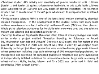 Malkawi studied ALS activity and sensitivity of gamma irradiated lentil cultivars
(Jordan 1 and Jordan 2) against chlorsulfuron herbicide. In this study, both cultivars
were subjected to 90, 100 and 110 Gray doses of gamma irradiation. The tolerance
resulted due to an alteration of the ALS gene which leads to overproduction of altered
ALS enzyme.
Imidazolinone tolerant RH44 is one of the latest lentil mutant derived by chemical
induced mutagenesis. In the development of this mutant, seeds from many lentil
cultivars were treated as a batch with ethyl methanesulfonate (EMS) and then planted.
Whole plant selection procedures for herbicide tolerance were used and one tolerant
mutant was selected and designated as line RH44 .
Attempt to develop Glyphosate (Roundup Ultra) tolerant wheat genotype was made
earlier under a project entitled “Mutation Breeding for Tolerance to Round
Up, Rhizoctonia Root Rot and Drought” (Project # 3019-5850). The first report of this
project was presented in 2008 and patent was filed in 2007 by Washington State
University. In this project three approaches were used to develop glyphosate tolerant
wheat germplasm including large scale screening of EMS mutagenized populations, re-
mutagenesis and screening for enhanced glyphosate resistance and gene pyramiding
of independently isolated mutations for increased resistance. Large scale screening of
wheat cultivars Hollis, Louise, Macon and Tara 2002 was performed in field and
greenhouse (Plant Growth Center).
 