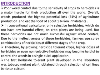 INTRODUCTION
Poor weed control due to the sensitivity of crops to herbicides is
a major hurdle for their production all over the world. Overall,
weeds produced the highest potential loss (34%) of agriculture
production and eat the food of about 1 billion inhabitants .
 In conventional agriculture, only selective herbicides, which do
not have any harmful effect, on crop plants are being used. But
these herbicides are not much successful against weed control.
Due to the ineffectiveness of these herbicides, farmers use spray
combinations of herbicides at different stages of the crop.
 Therefore, by growing herbicide tolerant crops, higher doses of
herbicides or even non-selective herbicides may become helpful to
control the weeds in a single quick application.
The first herbicide tolerant plant developed in the laboratory
was tobacco mutant plant, obtained through selection of cell lines
in tissue culture.
 