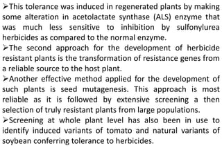 This tolerance was induced in regenerated plants by making
some alteration in acetolactate synthase (ALS) enzyme that
was much less sensitive to inhibition by sulfonylurea
herbicides as compared to the normal enzyme.
The second approach for the development of herbicide
resistant plants is the transformation of resistance genes from
a reliable source to the host plant.
Another effective method applied for the development of
such plants is seed mutagenesis. This approach is most
reliable as it is followed by extensive screening a then
selection of truly resistant plants from large populations.
Screening at whole plant level has also been in use to
identify induced variants of tomato and natural variants of
soybean conferring tolerance to herbicides.
 
