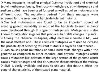 Many mutagens including physical (gamma irradiation) and chemical
(ethyl methanesulfonate, N-nitroso-N-methylurea, ethylnitrosourea and
sodium azide) have been used for seed as well as pollen mutagenesis in
different crops. The mutations derived from these mutagens were
screened for the selection of herbicide tolerant mutants.
Chemical mutagenesis was found to be an important source of
creating genetic variability as most of the herbicide tolerant mutants
were developed through this type of mutagenesis. Mutagenesis is also
known for alteration in genes that produces heritable changes in plants .
Among the chemical mutagens, ethyl methanesulfonate (EMS) was
the most effective one . These chemical mutagens were used to increase
the probability of selecting resistant mutants in soybean and tobacco .
EMS causes point mutations or small nucleotide changes within the
genome as compared to other chemical and physical mutagens which
causes mutations like deletion of the large section of the genome which
causes major changes and also disrupts the characteristics of the variety.
 EMS is easily available and easy to use and also doesn’t affect the
general characteristics of the treated plant material.
 