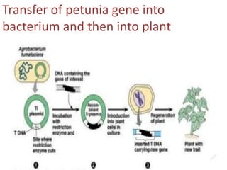 Transfer of petunia gene into
bacterium and then into plant
 