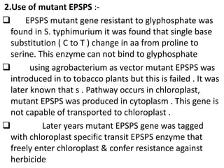 2.Use of mutant EPSPS :-
 EPSPS mutant gene resistant to glyphosphate was
found in S. typhimurium it was found that single base
substitution ( C to T ) change in aa from proline to
serine. This enzyme can not bind to glyphosphate
 using agrobacterium as vector mutant EPSPS was
introduced in to tobacco plants but this is failed . It was
later known that s . Pathway occurs in chloroplast,
mutant EPSPS was produced in cytoplasm . This gene is
not capable of transported to chloroplast .
 Later years mutant EPSPS gene was tagged
with chloroplast specific transit EPSPS enzyme that
freely enter chloroplast & confer resistance against
herbicide
 