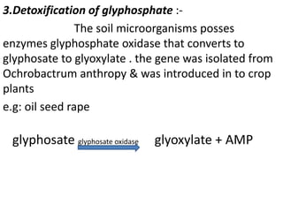 3.Detoxification of glyphosphate :-
The soil microorganisms posses
enzymes glyphosphate oxidase that converts to
glyphosate to glyoxylate . the gene was isolated from
Ochrobactrum anthropy & was introduced in to crop
plants
e.g: oil seed rape
glyphosate glyphosate oxidase glyoxylate + AMP
 