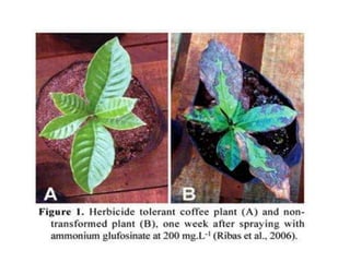 Herbicide resistant plants.pptx
