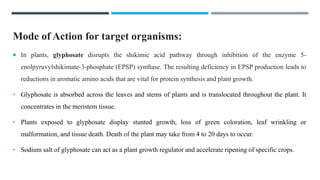 Mode of Action for target organisms:
 In plants, glyphosate disrupts the shikimic acid pathway through inhibition of the enzyme 5-
enolpyruvylshikimate-3-phosphate (EPSP) synthase. The resulting deficiency in EPSP production leads to
reductions in aromatic amino acids that are vital for protein synthesis and plant growth.
• Glyphosate is absorbed across the leaves and stems of plants and is translocated throughout the plant. It
concentrates in the meristem tissue.
• Plants exposed to glyphosate display stunted growth, loss of green coloration, leaf wrinkling or
malformation, and tissue death. Death of the plant may take from 4 to 20 days to occur.
• Sodium salt of glyphosate can act as a plant growth regulator and accelerate ripening of specific crops.
 