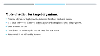 Mode of Action for target organisms:
 Atrazine interferes with photosynthesis in some broadleaf plants and grasses.
 It is taken up by roots and leaves and moves upward in the plant to areas of new growth.
 Plant dries out and dies.
 Older leaves on plants may be affected more than new leaves.
 Root growth is not affected by atrazine.
 