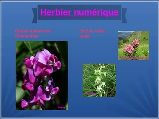 Herbier numérique
Hans
Gesse tubéreuse :
Clémentine
Orchis mâle :
Jade
Pascal
Frédérique Voisin-Demery
 