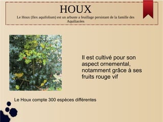 HOUX
Le Houx (Ilex aquifolium) est un arbuste a feuillage persistant de la famille des
Aquiliacées
Le Houx compte 300 espèces différentes
Il est cultivé pour son
aspect ornemental,
notamment grâce à ses
fruits rouge vif
Damouns
 