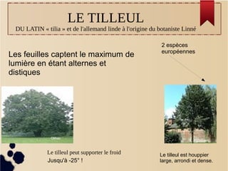 LE TILLEUL
DU LATIN « tilia » et de l'allemand linde à l'origine du botaniste Linné
Le tilleul peut supporter le froid
Jusqu'à -25° !
2 espèces
européennes
Les feuilles captent le maximum de
lumière en étant alternes et
distiques
Le tilleul est houppier
large, arrondi et dense.
Olibac
Olibac
 