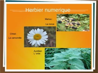 Herbier numerique
Marius :
La ronce
Chloé :
La camomille
Marina del
castel
Aurélien
L 'ortie
 