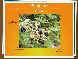 Photo de
ronce
Les fruits
Les piquants
Les feuilles
 