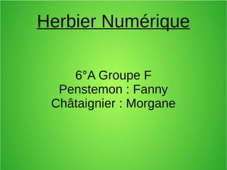 Herbier Numérique
6°A Groupe F
Penstemon : Fanny
Châtaignier : Morgane
 