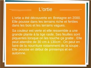L'ortie
L'ortie a été découverte en Bretagne en 2000.
Elle pousse dans les terrains riche et fertiles
dans les bois et les terrains vagues.
Sa couleur est verte et elle ressemble a une
grande plante à la tige raide. Ses feuilles sont
piquantes lorsque on les touche ça gratte . Elle
peut attendre de 30 cm à 130cm . On peut en
faire de la nourriture notamment de la soupe .
Elle pousse en début de printemps et en
automne.
 