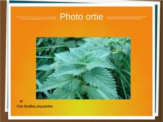 Photo ortie
Ces feuilles piquantes
 