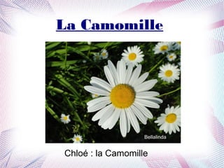 La Camomille
Chloé : la Camomille
Bellalinda
 