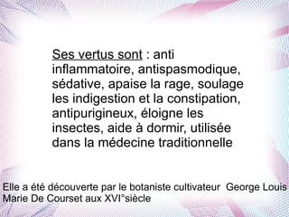Ses vertus sont : anti
inflammatoire, antispasmodique,
sédative, apaise la rage, soulage
les indigestion et la constipation,
antipurigineux, éloigne les
insectes, aide à dormir, utilisée
dans la médecine traditionnelle
Elle a été découverte par le botaniste cultivateur George Louis
Marie De Courset aux XVI°siècle
 