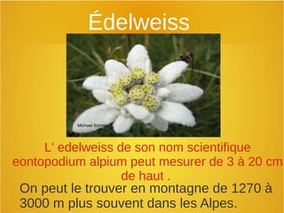 Édelweiss
L' edelweiss de son nom scientifique
eontopodium alpium peut mesurer de 3 à 20 cm
de haut .
Michael Schmid
On peut le trouver en montagne de 1270 à
3000 m plus souvent dans les Alpes.
 