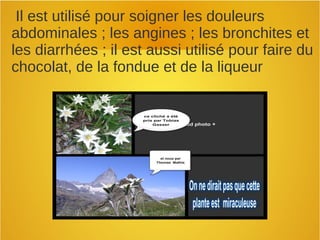 Il est utilisé pour soigner les douleurs
abdominales ; les angines ; les bronchites et
les diarrhées ; il est aussi utilisé pour faire du
chocolat, de la fondue et de la liqueur
 